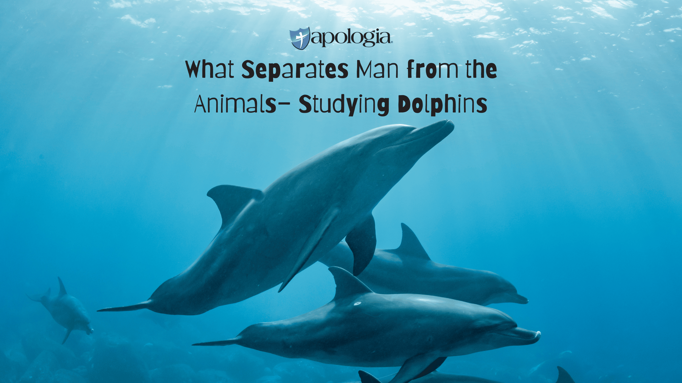 What Separates Man from the Animals – Studying Dolphins