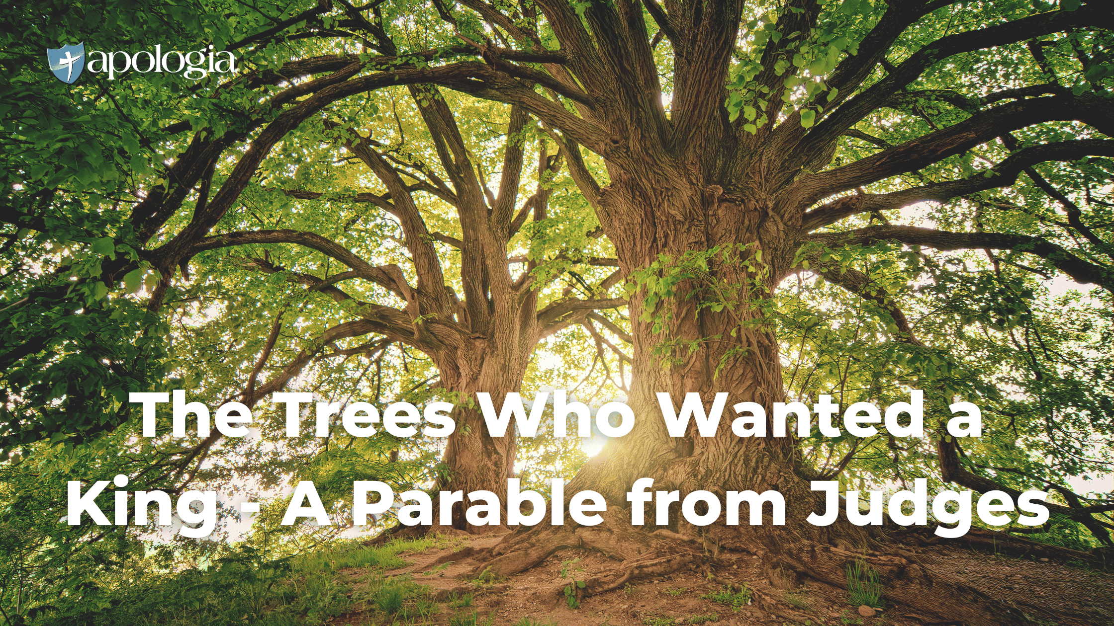 The Trees Who Wanted a King - A Parable from Judges