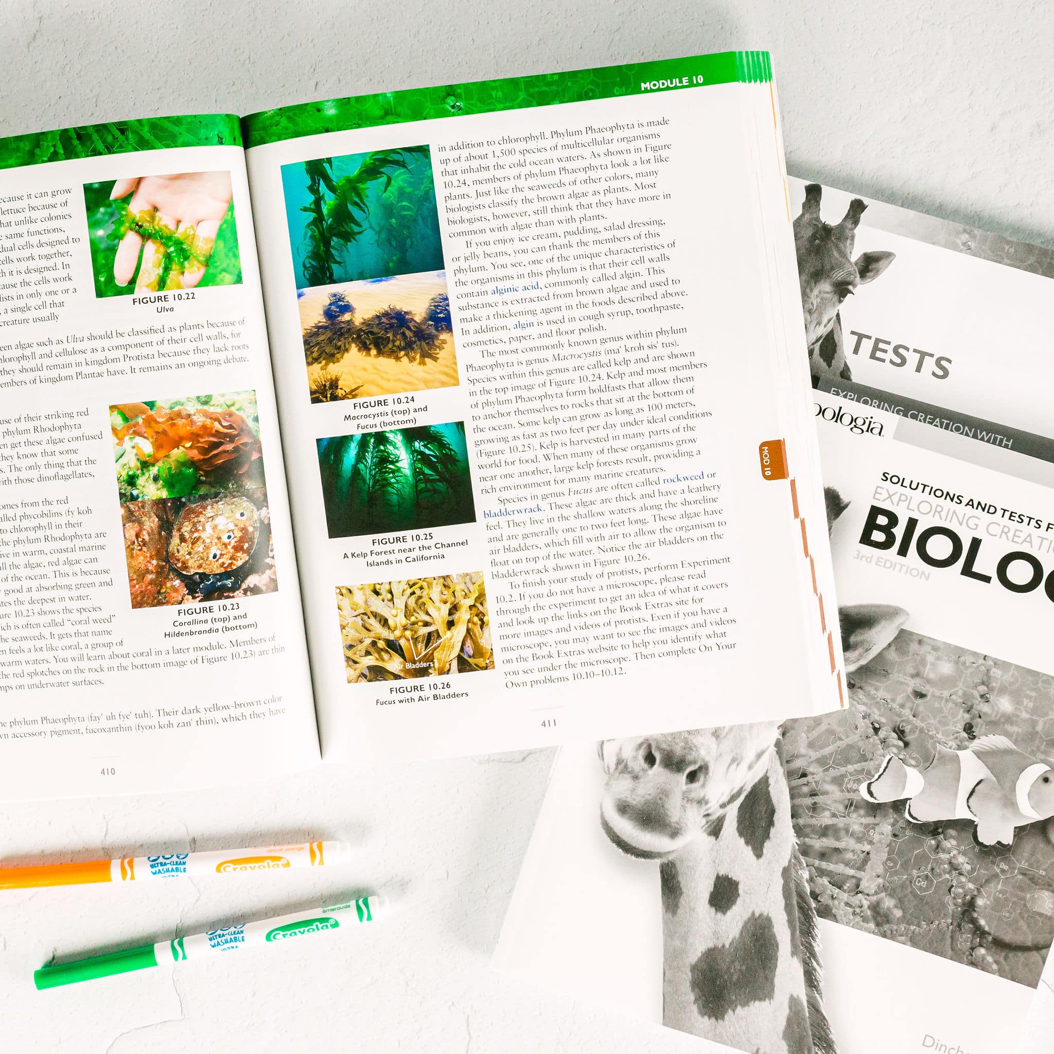 Ca biology
