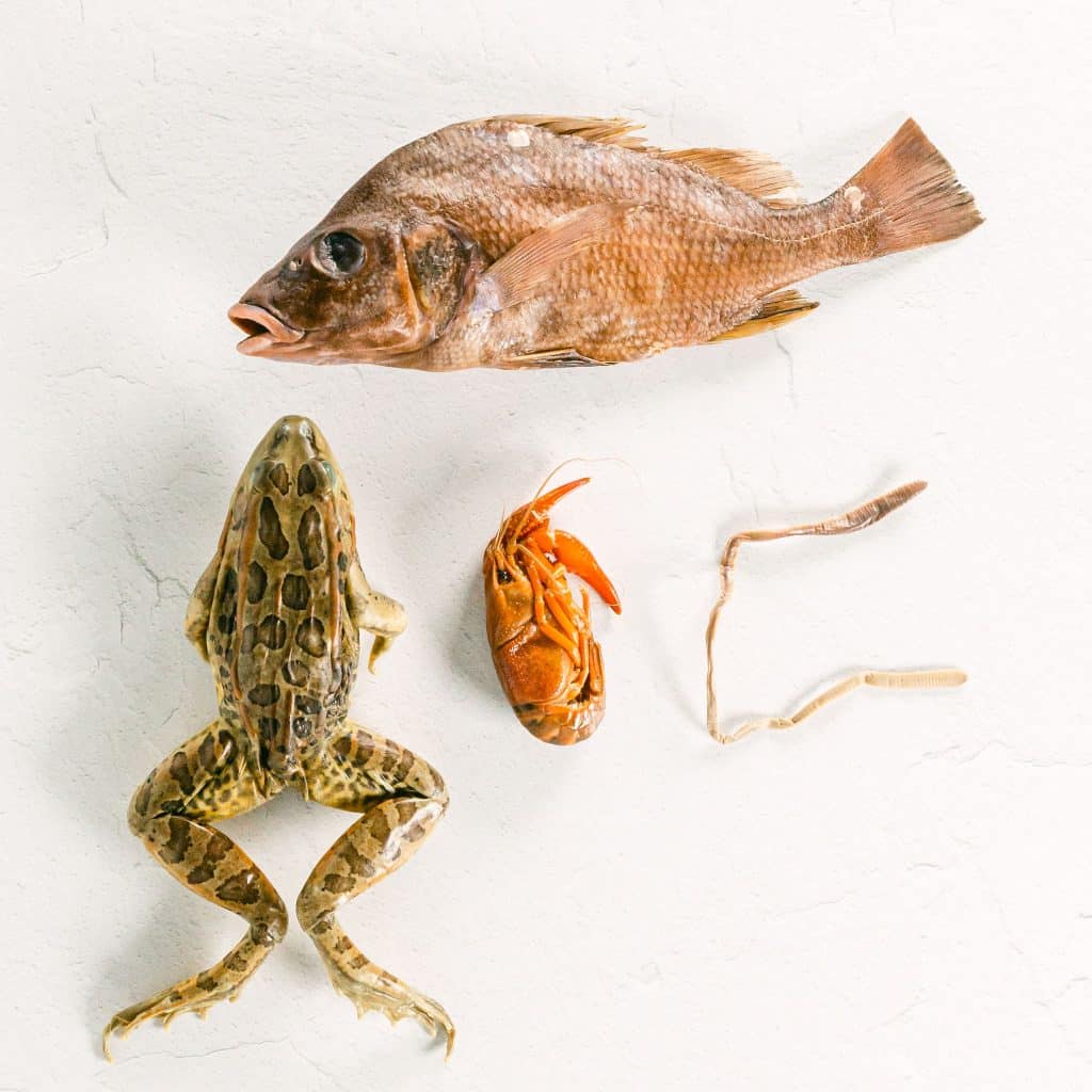 Biology Dissection Specimens Only Apologia