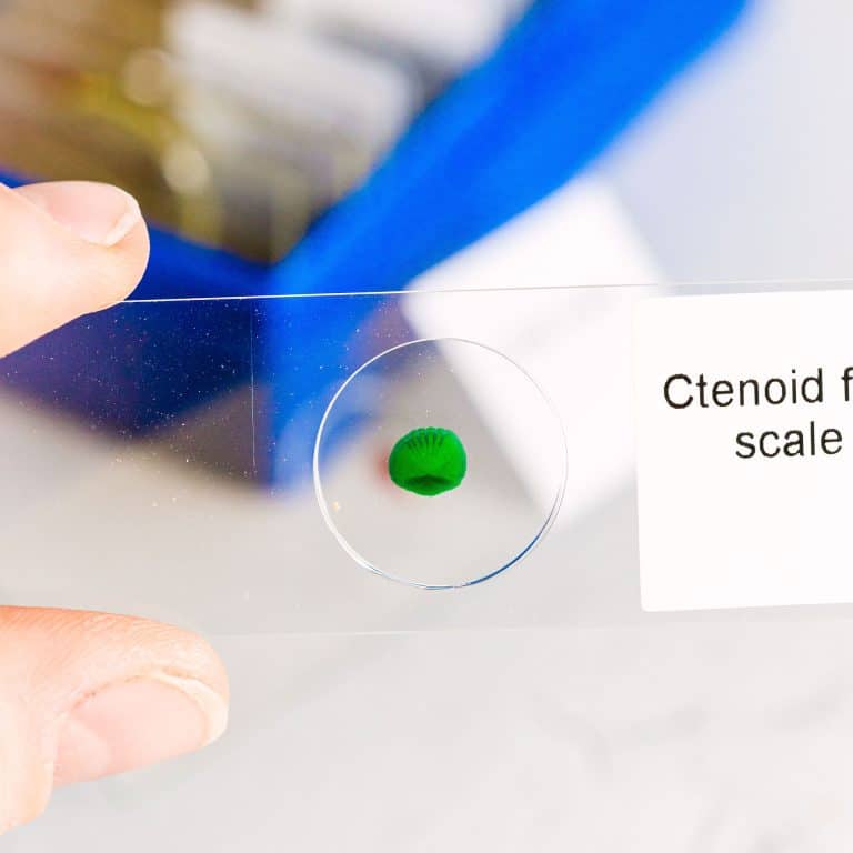 Marine Biology Prepared Slide Set Apologia