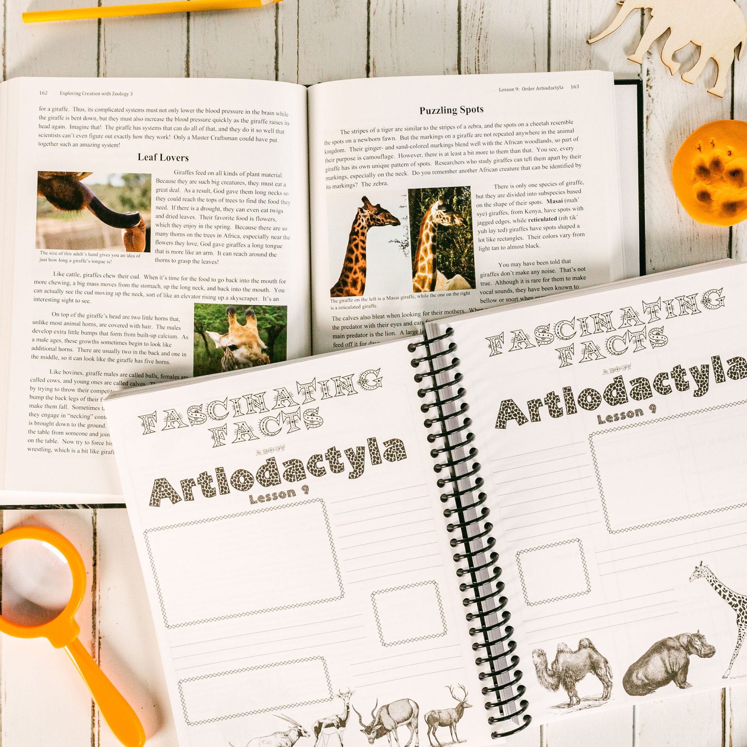 Zoology 3 Advantage Set with Junior Notebooking Journal Apologia