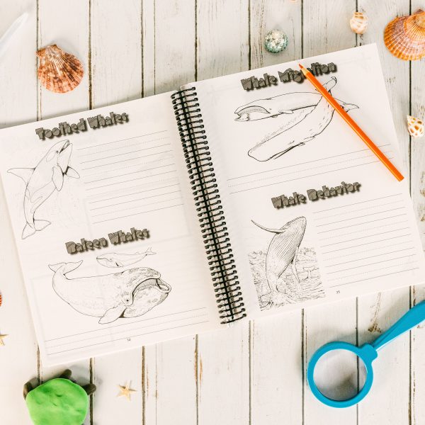 Zoology 2 Regular Notebooking Journal pages 34-35