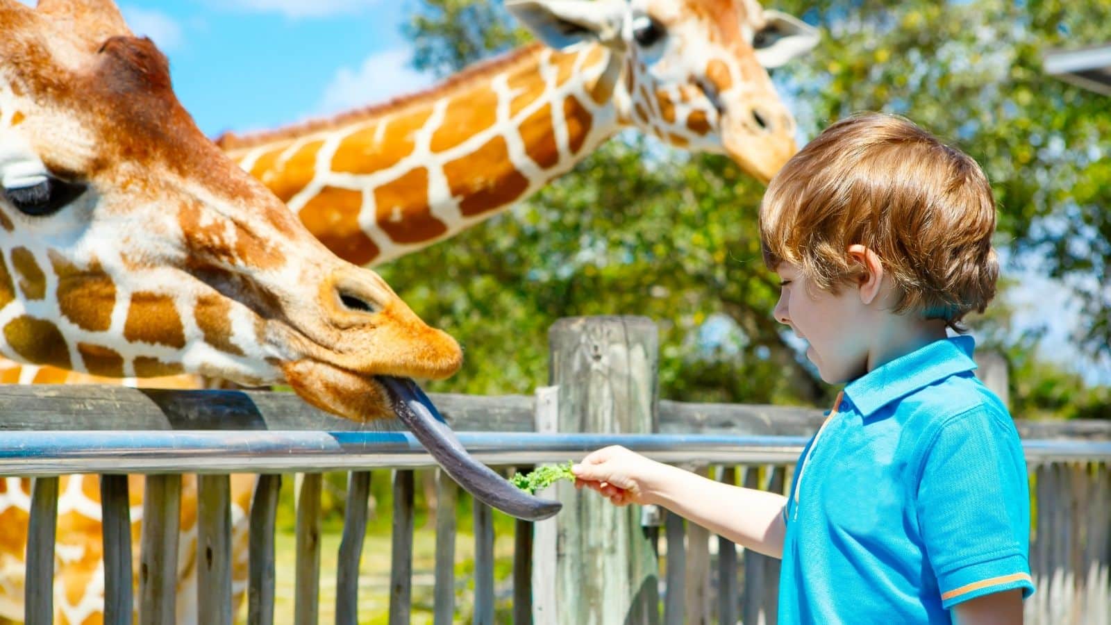 Homeschool Field Trip Ideas