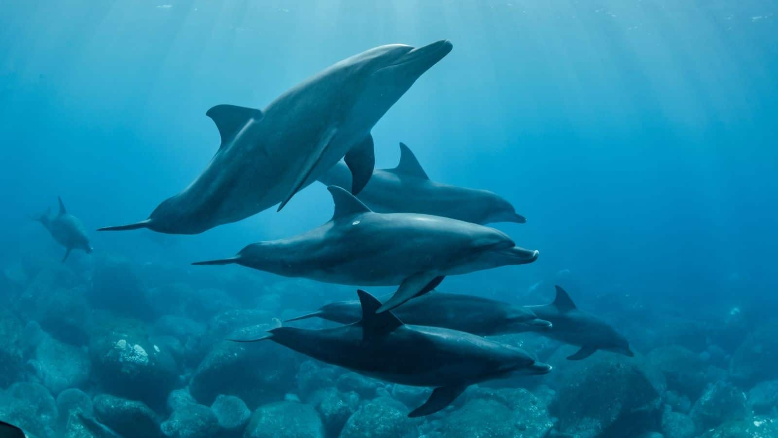 What Separates Man from the Animals - Studying Dolphins