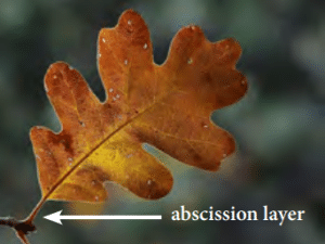 Abscission Layer