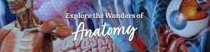 Homeschool Anatomy Curriculum