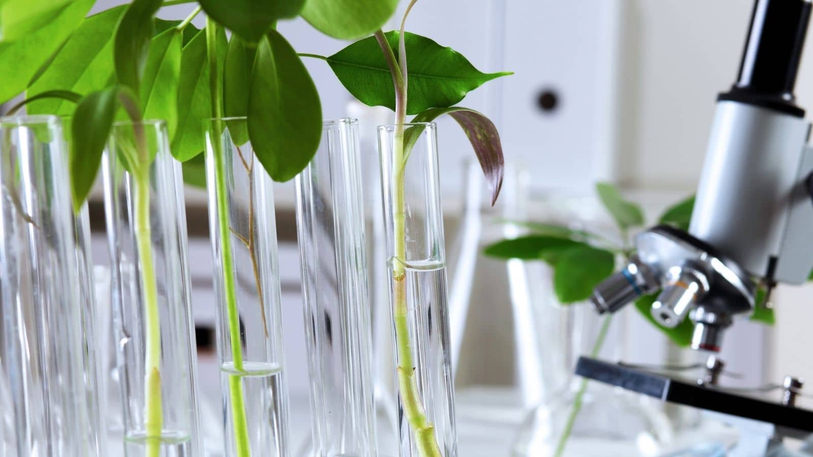 How to Choose the Best Curriculum Resources for High School Biology