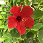 Hibiscus flower - Hawaii State Flower