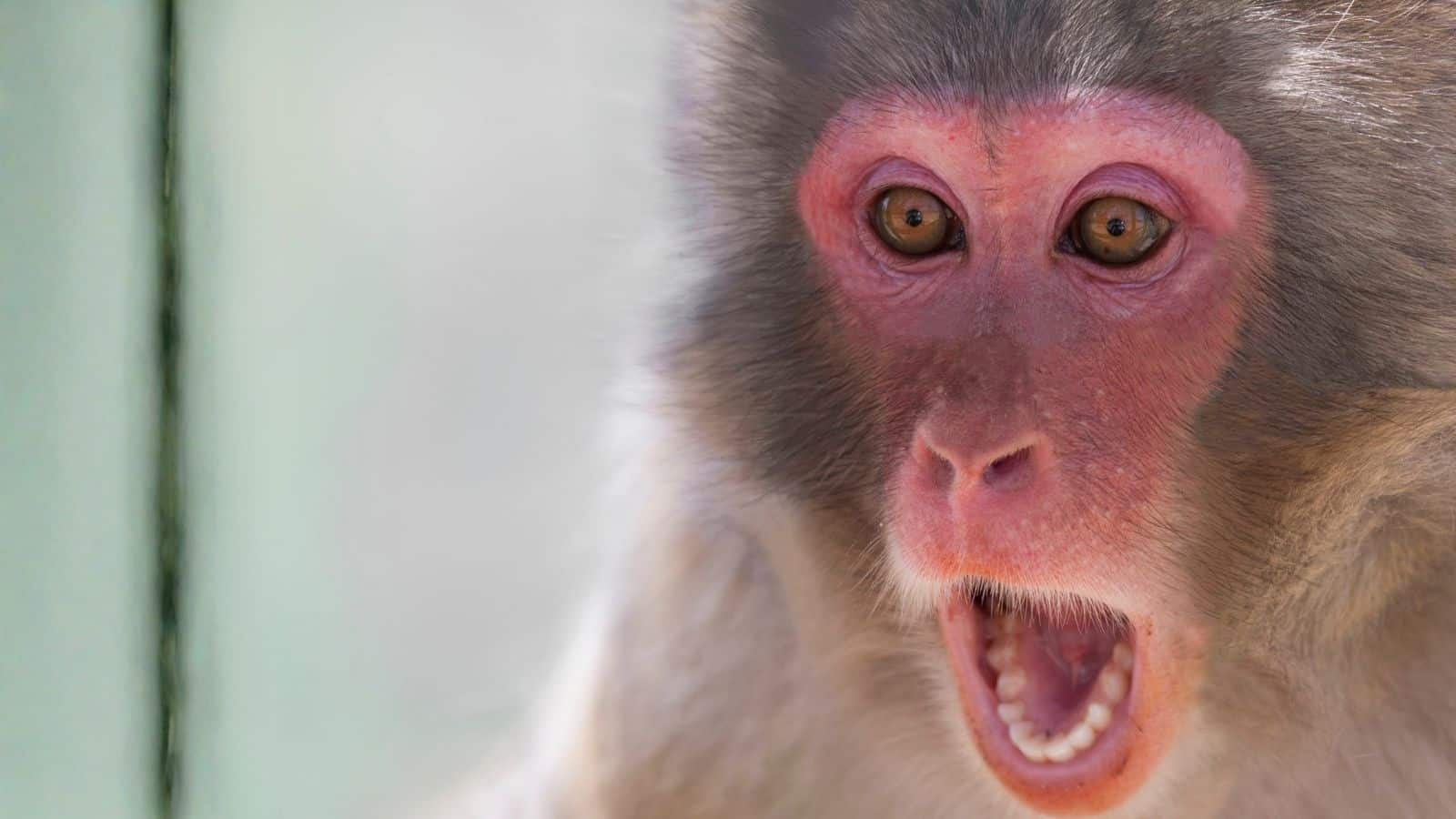 Mom, Did You Know We Came From Monkeys